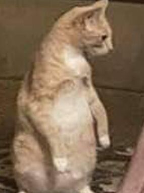 Meet your Posher, Lorenzo